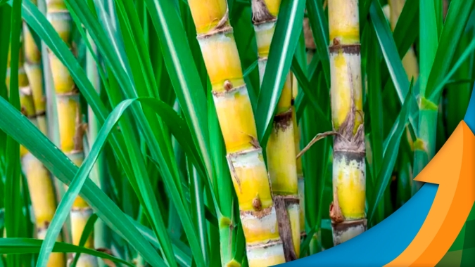 Nuseed investe no futuro da bioenergia do Brasil com valores que devem superar os R$ 75 milhões nos próximos 5 anos