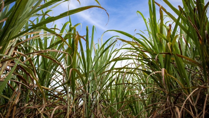 Conab: Produção de cana-de-açúcar é estimada em 689,8 milhões de toneladas na safra 2024/2025