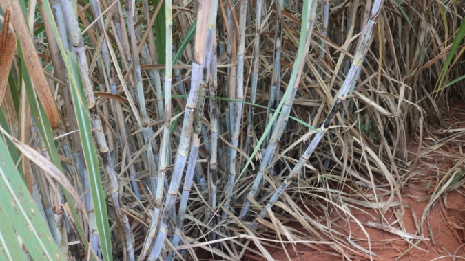 Produtores rurais investem no manejo da cana-planta, aumentam produtividade e reduzem custos