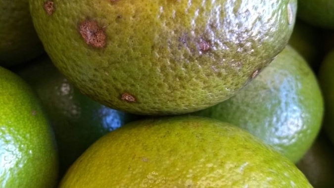 Agrodefesa identifica novos focos de cancro cítrico em Goiás