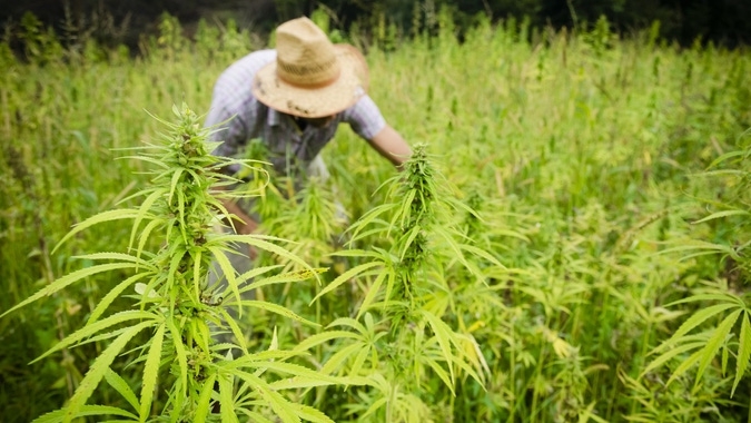 Cultivo de cânhamo no Estado de São Paulo pode reduzir custos para uso medicinal