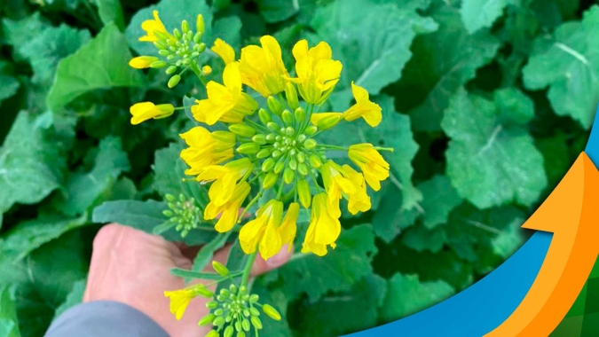 Chuva atrasou plantio da canola, mas lavouras estão se desenvolvendo bem no momento