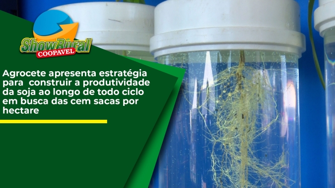 Agrocete apresenta estratégia para construir a produtividade da soja ao longo de todo ciclo em busca das 100 sacas por hectare
