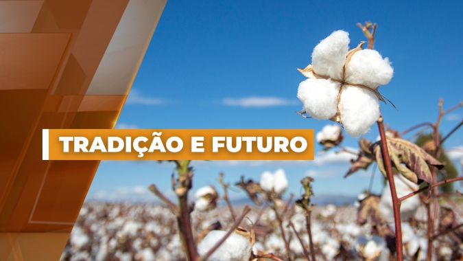 Algodão do Oeste Baiano:  Entre a Tradição e o Futuro