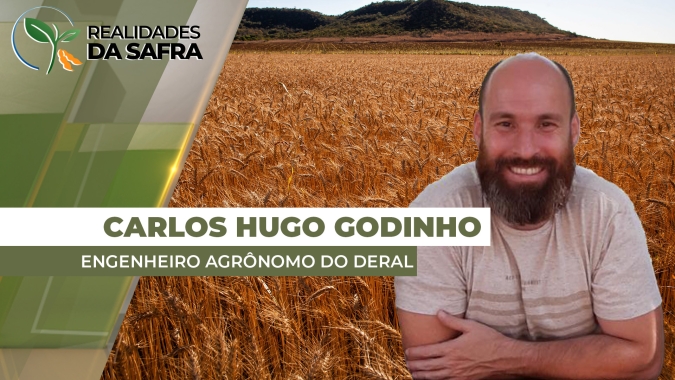Paraná já plantou mais de 70% do trigo com boas condições de clima até aqui
