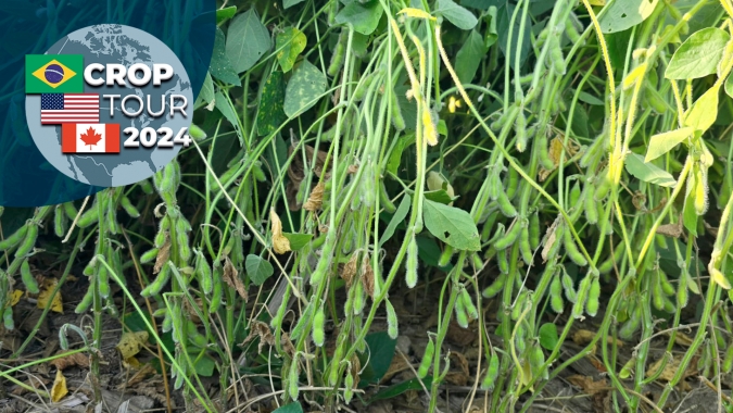 Crop Tour visita campos em Ohio e, apesar de problemas pontuais, potencial das safras de soja e milho é grande