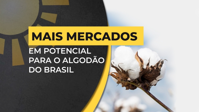 Com qualidade elevada, mais mercados em potencial para o algodão do BR vão aumentando no horizonte