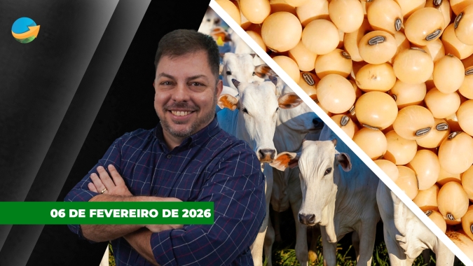 Soja firme nos US$11/bushel com mais uma sessão de alta em Chicago; referência do boi China chega aos R$340 em SP