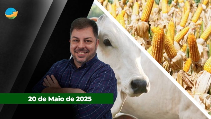 Arroba do boi se aproximam dos R$300 em SP;  Milho reage com alta do trigo, elevação do dólar e clima adverso nos EUA e na Argentina