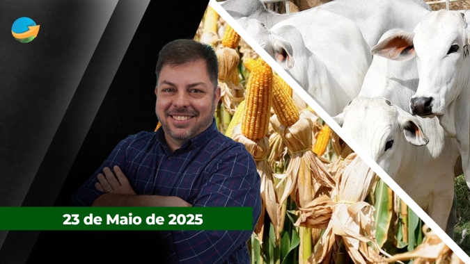 Frigoríficos devem  testar o suporte dos R$300 para arroba em SP; Produção recorde e início da colheita pressionam milho na B3