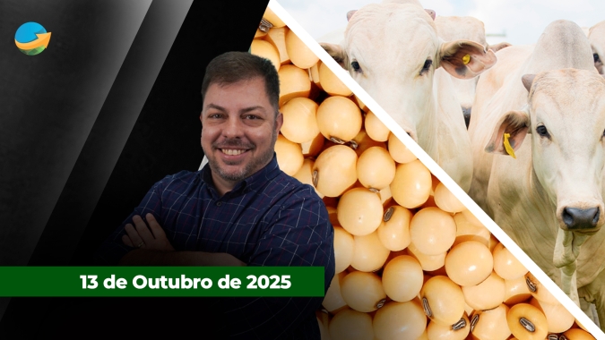 Soja tem leves altas após tom mais ameno de Trump sobre a China no final de semana; oferta de bois diminui em SP e dificulta negócios