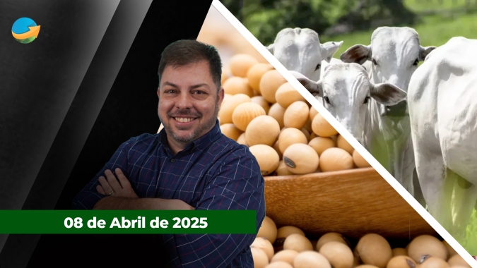 Boi gordo tem nova alta em SP e mercado segue firme; soja tem combinação perfeita para comercialização com alta em Chicago, elevação dos prêmios e dólar forte