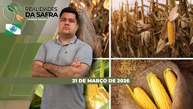 Especial Paraná: segunda safra de milho já tem perdas consolidadas de até 30% diante da falta de chuvas e pressão de pragas