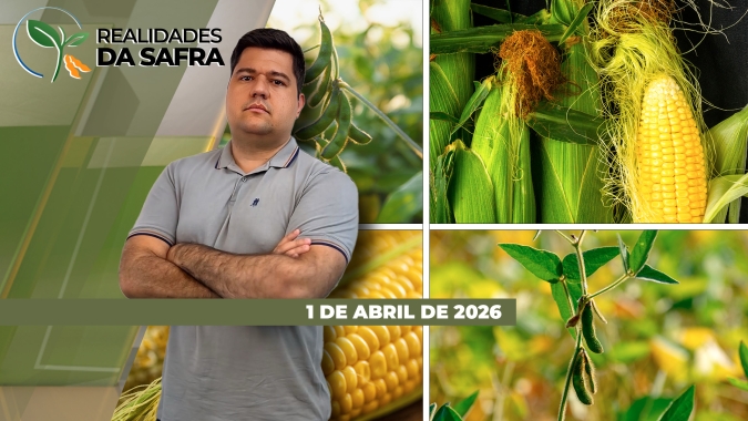 Santa Catarina comemora alta produtividade na safra de milho verão 25/26