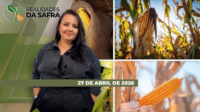 Safrinha de milho sofrem em Goiás e Minas Gerais com falta de chuvas e altas temperaturas