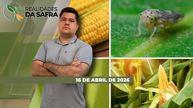 Direto do Parecis SuperAgro: 2ª safra de milho e algodão se desenvolvem bem no MT, mas produtor precisa manter foco em pragas, doenças e daninhas