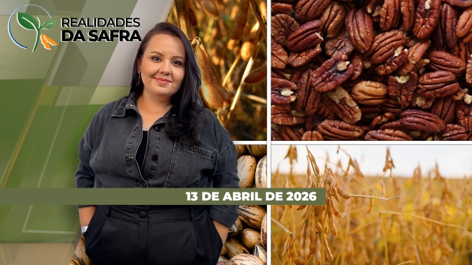 Tocantins discutindo negócios, agro e política, e Brasil retomando forte a produção de noz-pecã