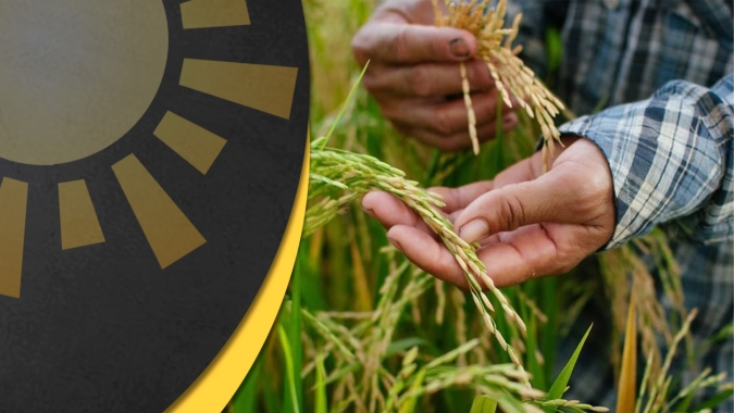 No centro das atenções, mercado do arroz terá outubro decisivo para preços e negócios