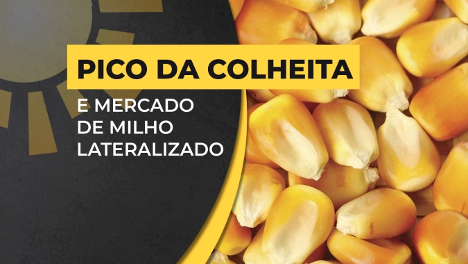Apesar de pico da colheita, mercado de milho está lateralizado no BR e produtor vai redefinindo suas estratégias de negócio