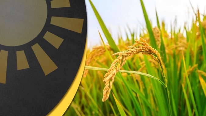 Arroz mais caro do que a soja no BR! Preços têm renovado recordes com oferta enxuta e demanda presente