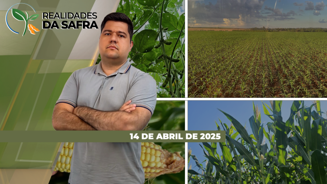 Safrinha de milho já tem perdas de 40% em Cândido Mota/SP e 10% em Itambé/PR