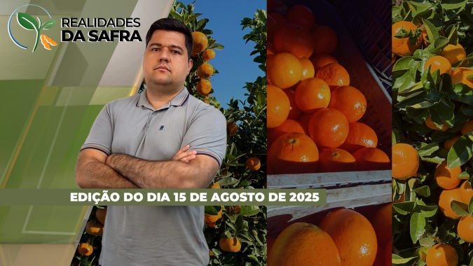 Colheita do milho perto do fim e com bons resultados em Montividiu/GO, enquanto trigo se desenvolve bem no RS