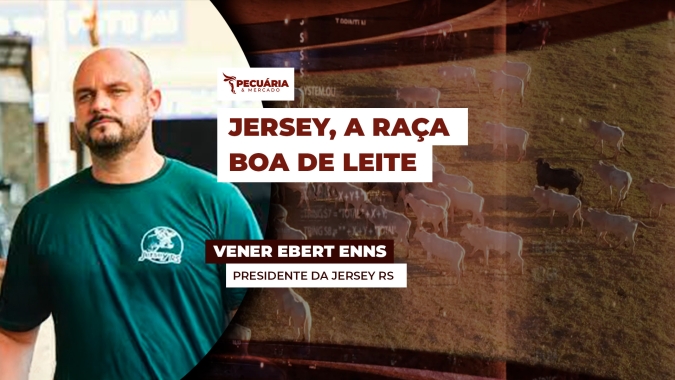 Raça Jersey se destaca pela precocidade de produção, qualidade superior do leite e longevidade