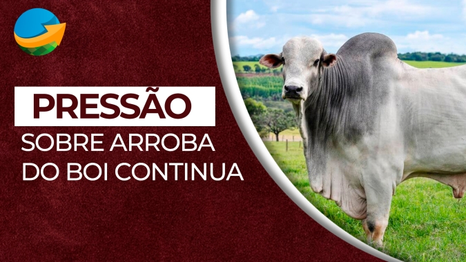 Pressão sobre arroba do boi continua, negócios em SP já acontecem a R$220/@ e não parece ser o fundo do poço, alerta analista