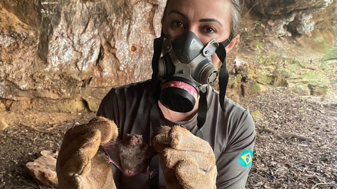 Agrodefesa realiza treinamento de captura de morcegos hematófagos em Goiás