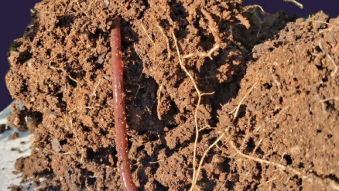 Necessidades qualitativas da agricultura regenerativa, por Afonso Peche