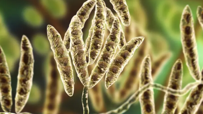 Especialista apresenta os impactos das micotoxinas à saúde intestinal das aves durante 26º SBSA