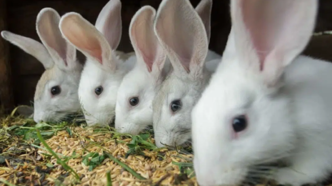 Paraná tem 3º maior rebanho de coelhos do País