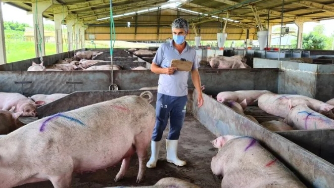 Plantel de matrizes suínas cresce no Rio Grande do Sul e chega a mais de 400 mil animais