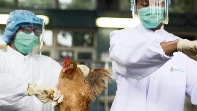 Influenza Aviária avança em Indiana e amplia perdas na avicultura dos EUA