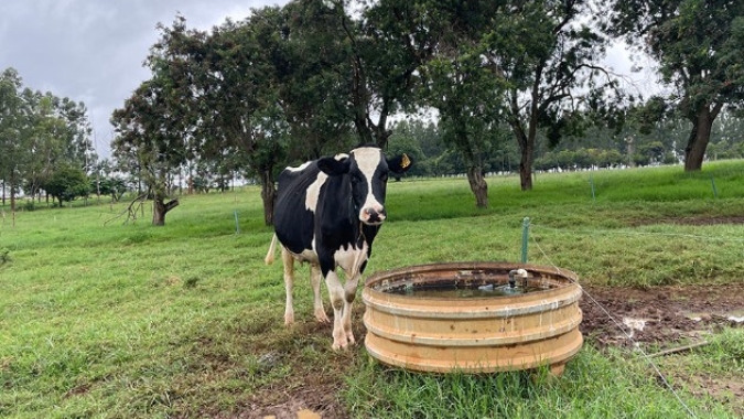 Pegada hídrica desafia produção de leite e exige novas estratégias no campo
