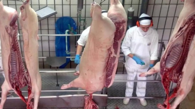 Grande Oeste de SC concentra 70% do abate de suínos e lidera produção estadual