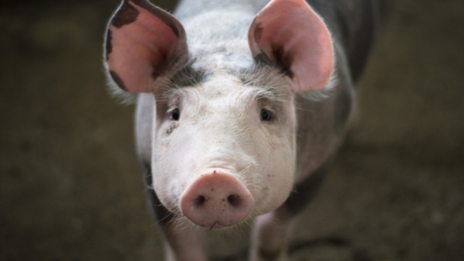Sanidade animal: abates em massa na Sibéria levantam alerta para febre aftosa