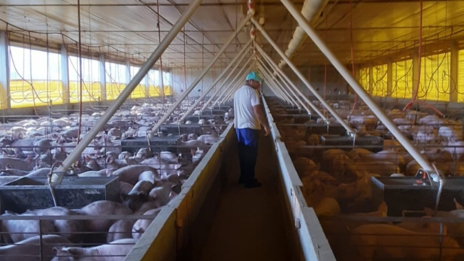 Cidasc acompanha ações para biosseguridade em granjas de suínos na região