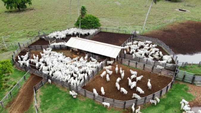 Confinamento bovino em MT deve crescer 55% em 2026, aponta projeção do Imea