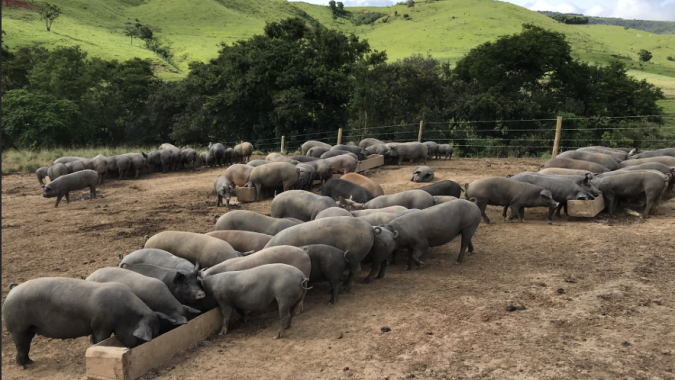 Raças nacionais de suínos ganham atenção como saída para segurança alimentar e produtos de valor agregado