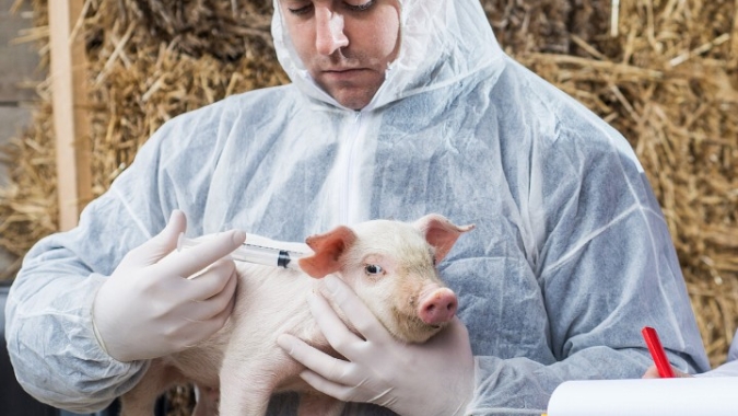 Imunocastração avança na suinocultura brasileira e amplia uso em granjas tecnificadas