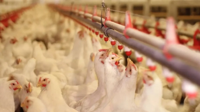 USDA eleva previsão para produção de frango nos EUA em 2026