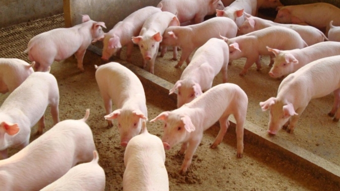 Sanidade animal e suinocultura pautam agenda entre Ministério da Agricultura e governo do Piauí