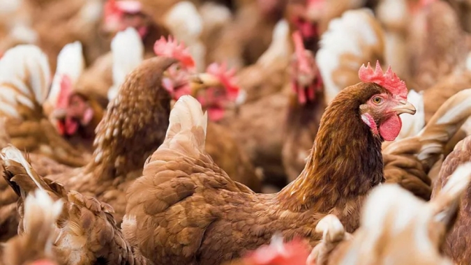 Excesso de oferta derruba preços do frango e leva governo da Indonésia a intervir no mercado