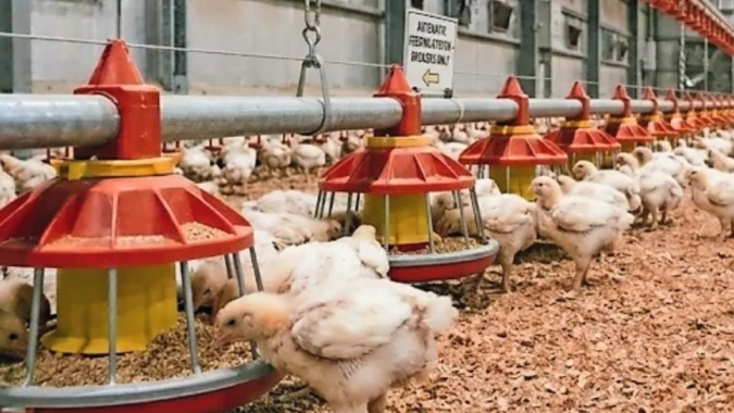 Exportações de frango do RS avançam em maio e reforçam retomada no mercado externo