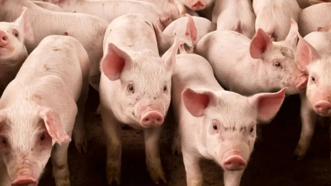 Gestão ambiental acelera modernização da suinocultura e fortalece competitividade das granjas