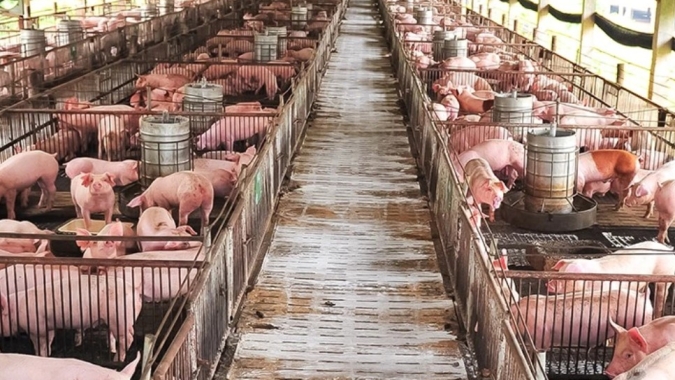 Suinocultura de MS avança com R$ 45 milhões em incentivos e mais de 4,5 milhões de animais beneficiados