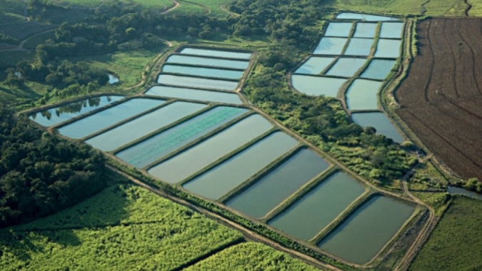 Piscicultura em viveiros escavados avança com tecnologia de manejo e fortalece produção familiar no Brasil