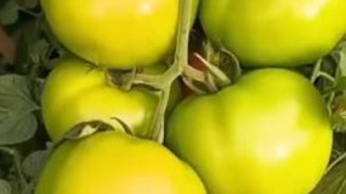 Sanidade sob pressão: mosca-branca pode causar perdas de até 100% e tecnologia redefine o manejo do tomate