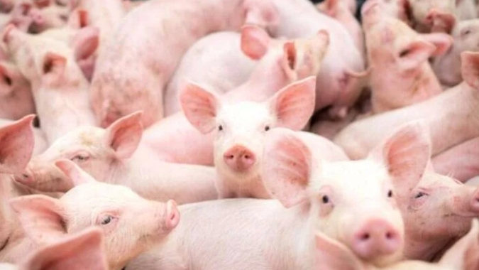 Suinocultura enfrenta risco de excedente de 10 mil animais por semana